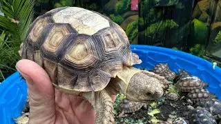 Top of her shell severely damaged by UV lights! Watch & learn 🐢❤️