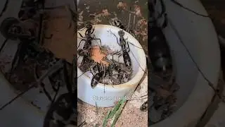 #fourmis #nature #ants #reels #terrarium #insecto #antnest #diacamma #violaceum #naturelovers #ponte
