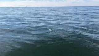 Fly Rodding with Poppers for Striped Bass in NYC