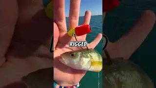 Fishing with LIVE BAIT 🐟🎣 #fishing #fish #livebait