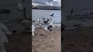 Dog owner loses control of her dog around swans
