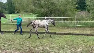 Knabstrupper colt Bougie