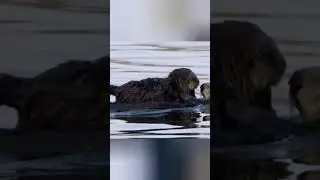 злостный вымогатель #beyond #moment #facts #animals #животные #документальныйфильм