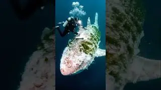 Incredible diver cleans giant shark underwater 🤯#shark #diving #shorts