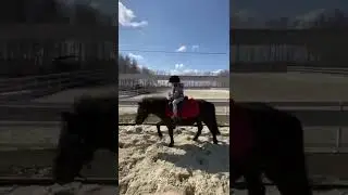 Zlata, 3 years old, pony training, equestrian, show jumping, ponies, children and animals