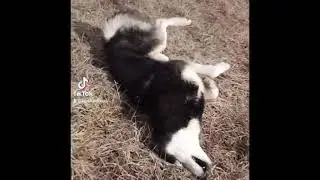 Хаски видео прикол.Кайфули Husky video Husky Day