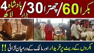 Bakra Rates |#bakra |#bakramandi |#bakraeid |#bakrarates |#mandi |#goat |#mandirate |#rate |#lahore