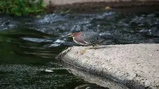 Green Heron