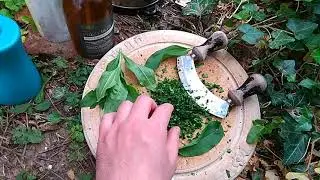 Making Crow Soap #Soapwort
