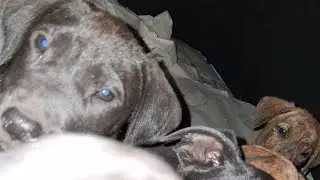 Puppy Power Live in the morning