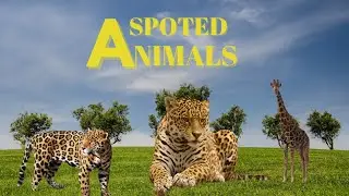 Learning animals behaviour: spotted deer,giraffe,serval cat,owl,leopard spotted sound
