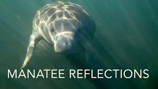 Saving The Gentle Giants: A Manatee Conservation Story By Geoffrey Smith