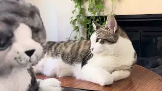5 min #catgazing #saturdaymorning #cat 💕  (contains ambient music&hellip;playing in my home )