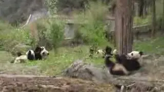 Take a look inside the world's largest Giant Panda breeding