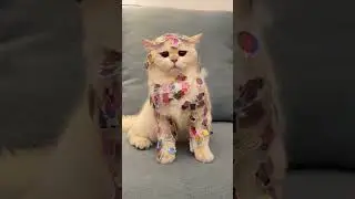OS MELHORES V&Iacute;DEOS DA INTERNET  PARA SEU ENTRETENIMENTO DE ANIMAIS FOFOS E ENGRA&Ccedil;ADOS. #gatos #cat