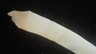 Scaphopoda Movement