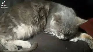 My cat my love Steel Soul pet