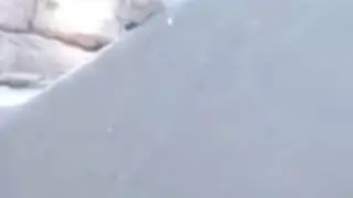 Small Hyrax Releasing The Screams Of Hell
