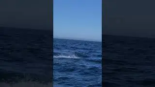Broadbill Swordfish Jump