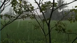 Deep Sleep Storm Rain at Night 🌧️ | Thunder Sounds for Insomnia