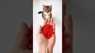 Funny Cat Winstion ❤🐱Beads🌈 Beads Satisfying Reverse Video