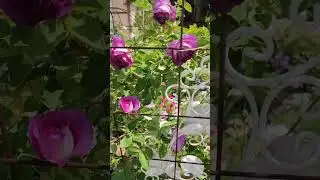 lavender crash rose is very eye-catching purple rose and fragrance