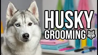 Husky Grooming Day 🐺✂️ | From Messy to Majestic | Roxy’s Reaction 😍