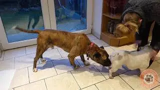 Mastiff cross Ronan's social buffer and stranger fear