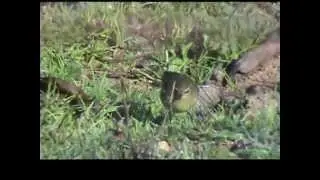 Portugal (Alentejo) Felosa-comum &ndash; Phylloscopus collybita, Common chiffchaff, Pouillot, Zilpzalp