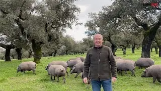 Alimentación a base de hierba y bellota, la montanera
