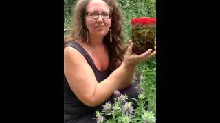 Medicinal Minute: Monarda