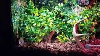 Banana 2nd feeding post shed