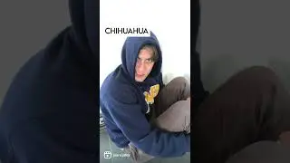 If Dog Breeds Were People PT 2