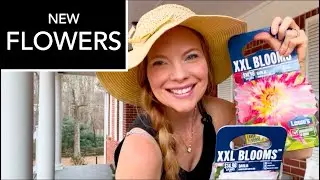 Dahlias at LOWE&rsquo;S!!🌸🌸Dinner-Plate Dahlias & Garden\Farm Chores