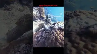 Hunting mode Moray Eel