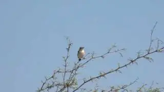Short-tailed Field Tyrant cantando