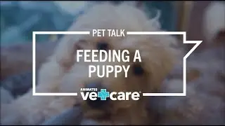 Pet Talk - Feeding a Puppy