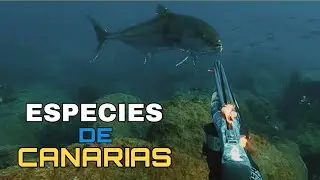 💥 PESCA SUBMARINA - ESPECIES DE CANARIAS | Consejos e Informaci&oacute;n ✅