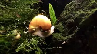 Ślimak Ampularia (Pomacea bridgesi)