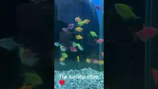 The Aquatic store 🏪 Glow tetra fishes available contact no 03165116054 #glowtetra #fishkeepers