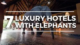 7 Best Hotels With Elephants (WILD LUXURY)