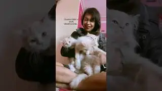 Wasn&rsquo;t looking for love till I found cats👩🏻&zwj;🍼🐈#cat#catlover#cute#shorts#kitten#kittenslovers