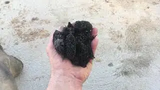 Ceratophyllum demersum