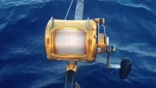Tuna 150kg
