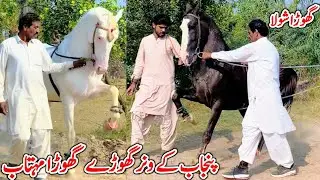 Beautiful Horse In Punjab | Nukra Ghora Mehtab | Horse For Sale In Pakistan 2026