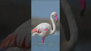 Greater Flamingo