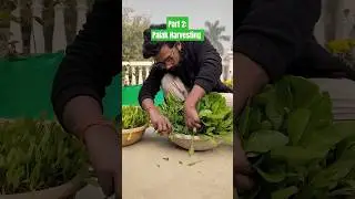 Part 2: Palak harvesting #gardenplants #plants #garden #plantation#gardening