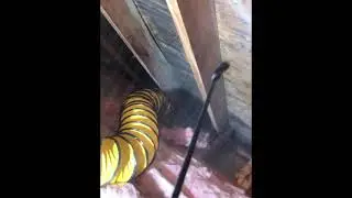 Mold removal attic sheathing and framing