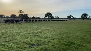 Low stress stock handling