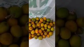 Yellow Mombins aka 